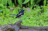 Oriental Magpie-Robinborder=